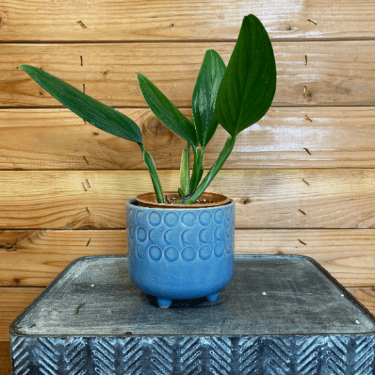 Philodendron Guttiferum, 4" Plant - Tampa Home & Garden Store