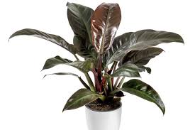 Philodendron Imperial Red - Tampa Home & Garden Store