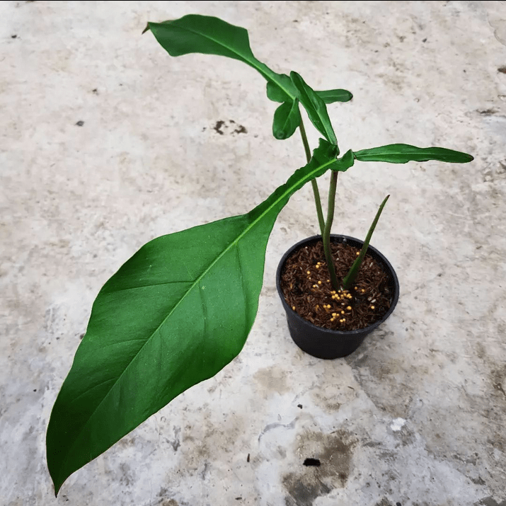 Philodendron Joepii - Tampa Home & Garden Store