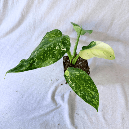 Philodendron Jose Buono - Tampa Home & Garden Store