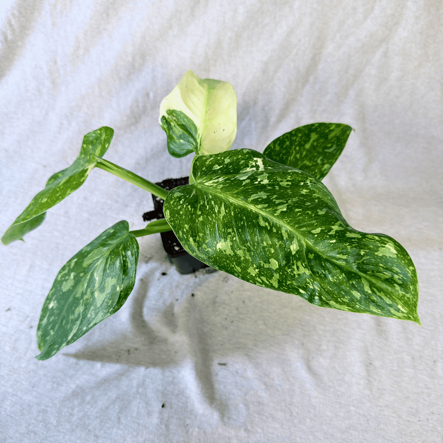 Philodendron Jose Buono - Tampa Home & Garden Store
