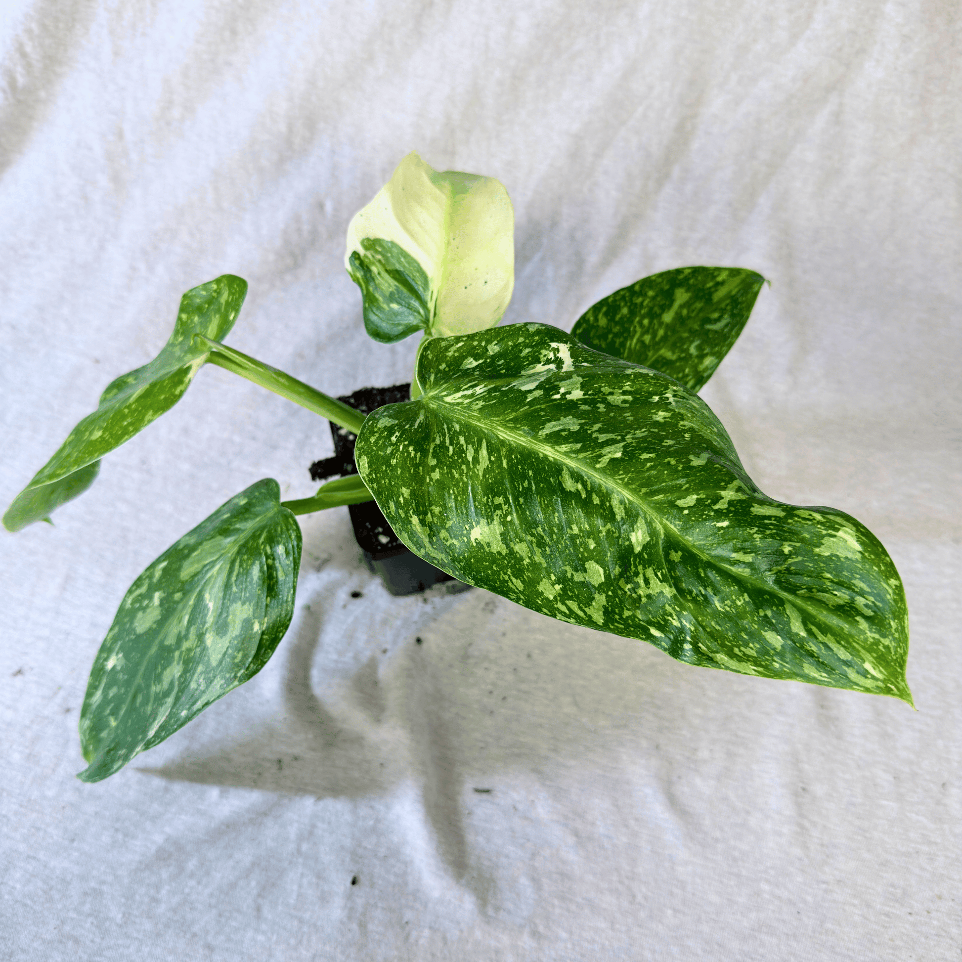 Philodendron Jose Buono - Tampa Home & Garden Store