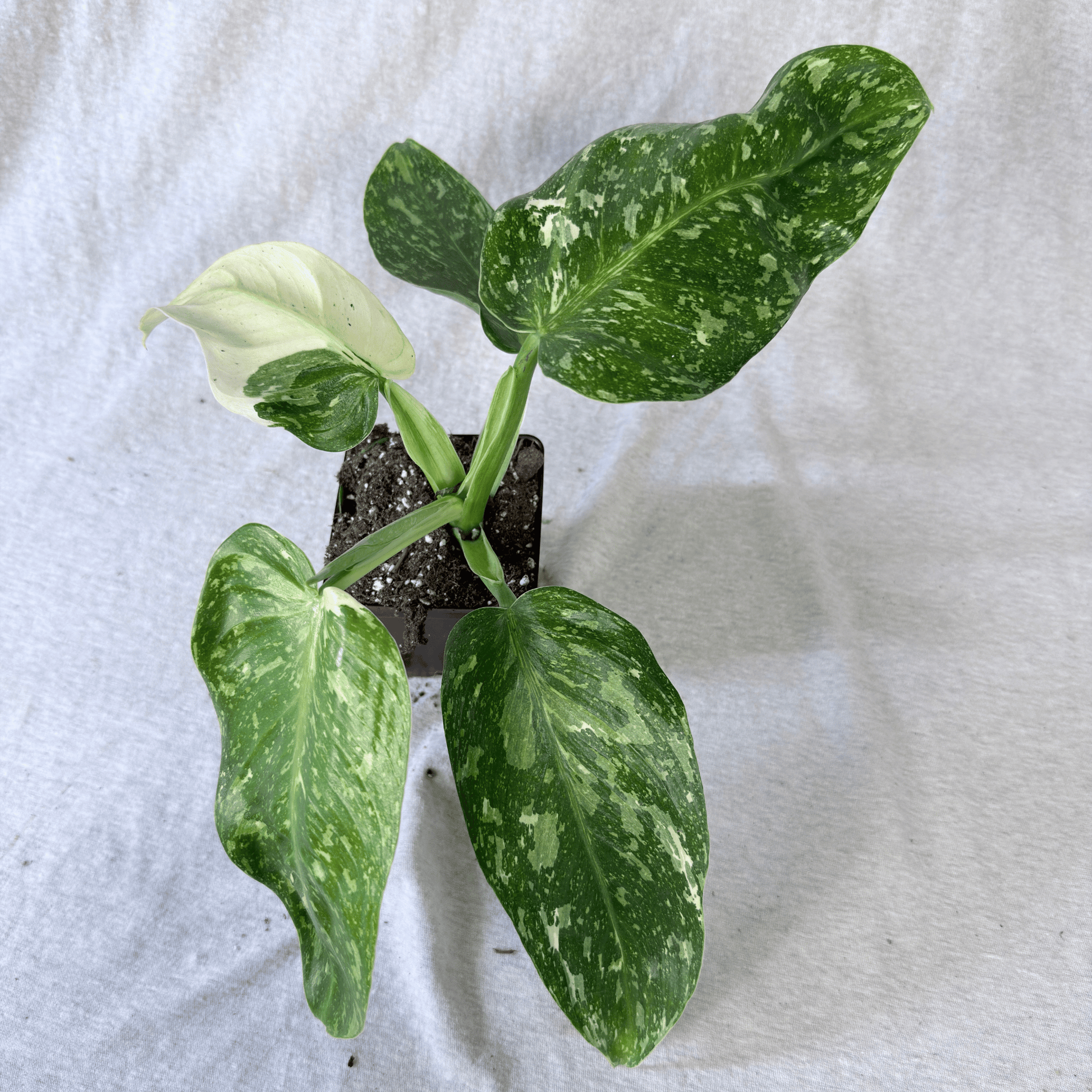 Philodendron Jose Buono - Tampa Home & Garden Store