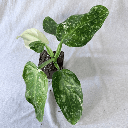 Philodendron Jose Buono - Tampa Home & Garden Store