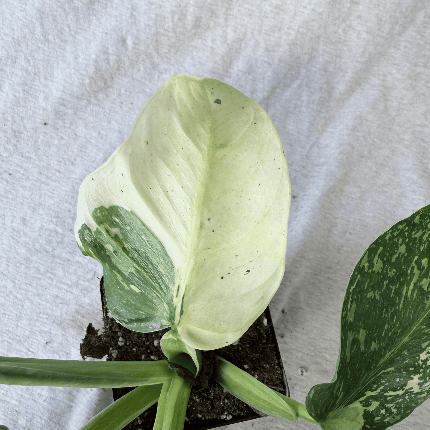 Philodendron Jose Buono - Tampa Home & Garden Store