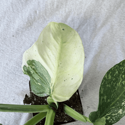 Philodendron Jose Buono - Tampa Home & Garden Store