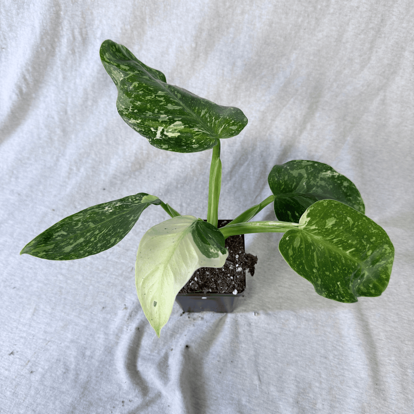 Philodendron Jose Buono - Tampa Home & Garden Store