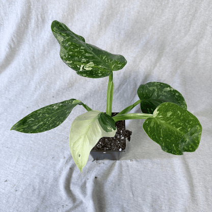 Philodendron Jose Buono - Tampa Home & Garden Store