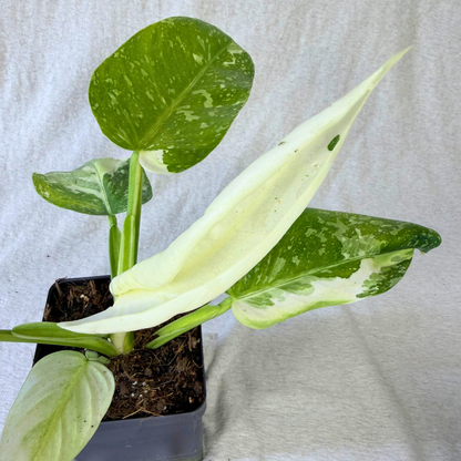 Philodendron Jose Buono - Tampa Home & Garden Store