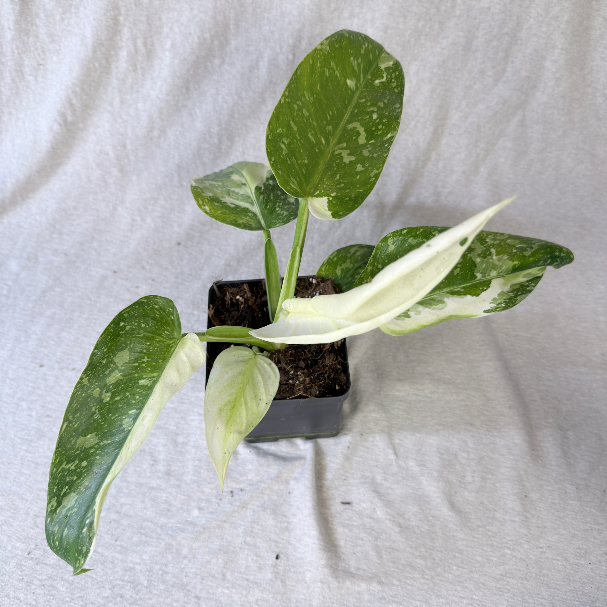Philodendron Jose Buono - Tampa Home & Garden Store