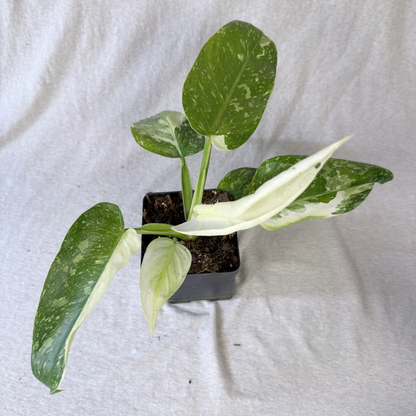 Philodendron Jose Buono - Tampa Home & Garden Store