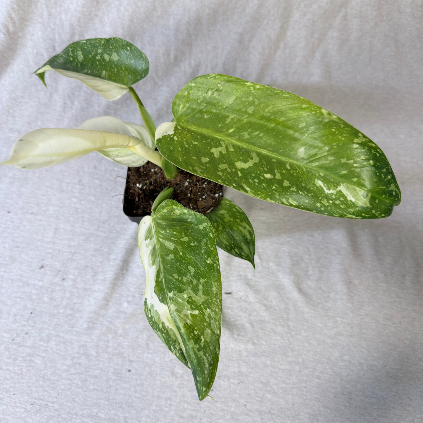 Philodendron Jose Buono - Tampa Home & Garden Store