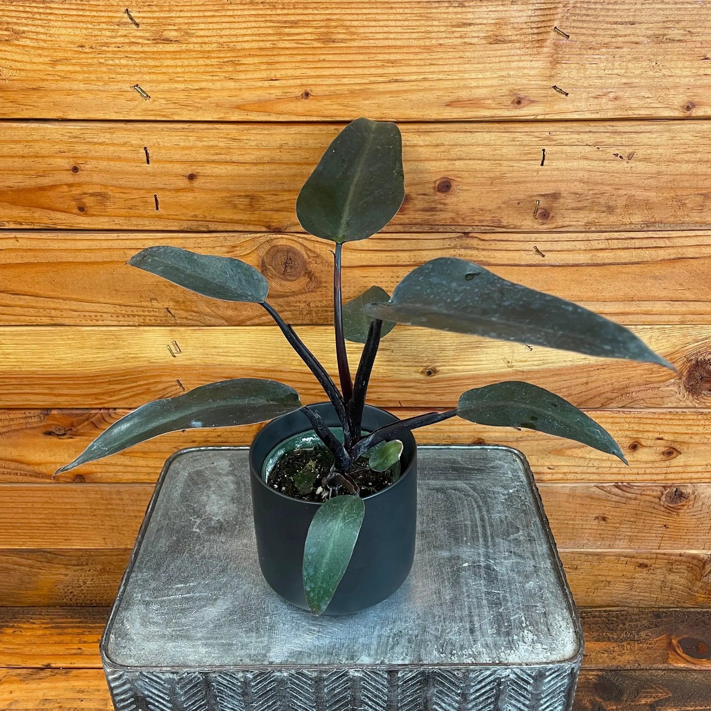 Philodendron Majesty, 4" Plant - Tampa Home & Garden Store