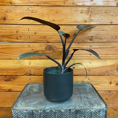 Philodendron Majesty, 4" Plant - Tampa Home & Garden Store