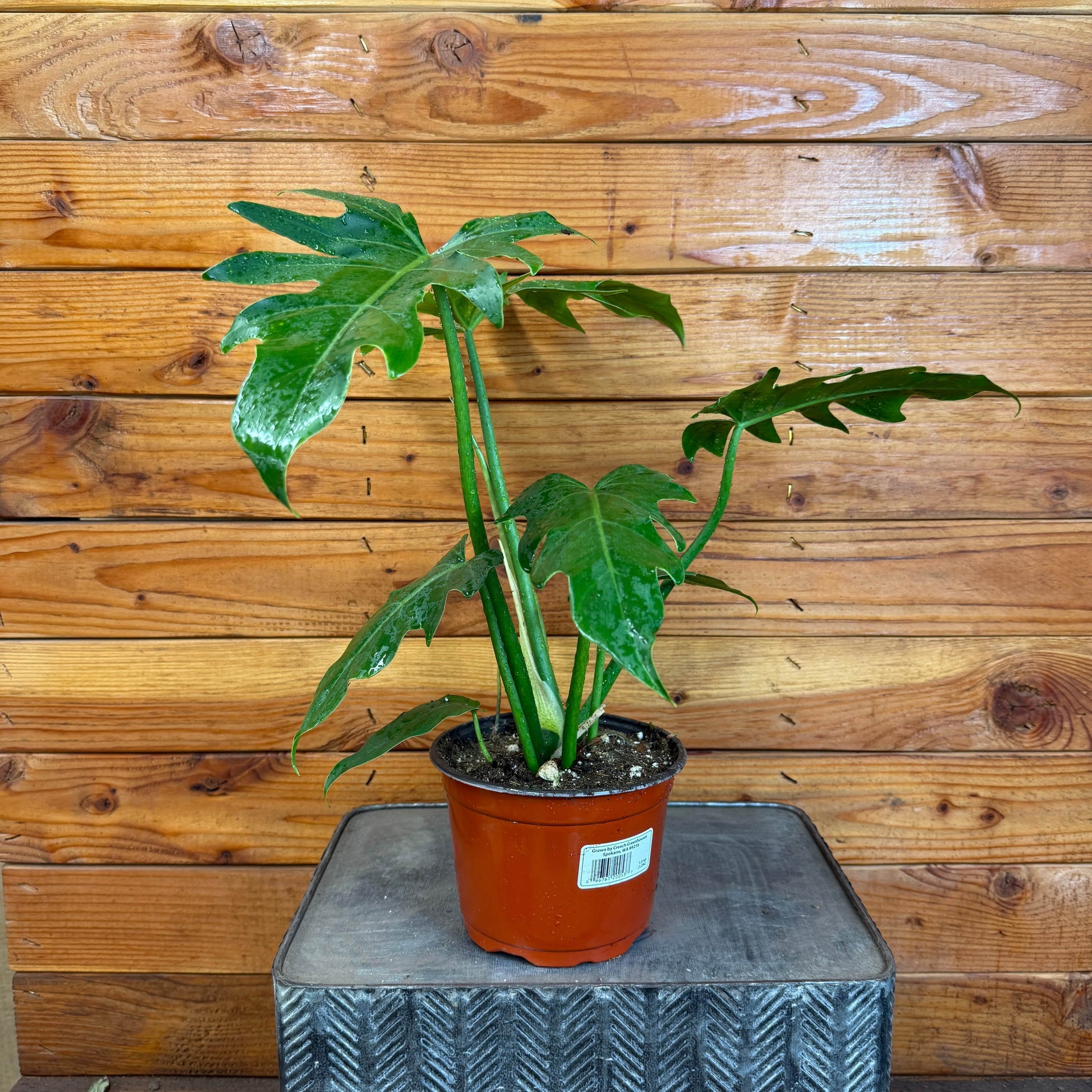 Philodendron Mayoi, 6" Plant - Tampa Home & Garden Store