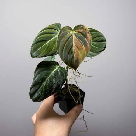 Philodendron Melanocrysum - Tampa Home & Garden Store