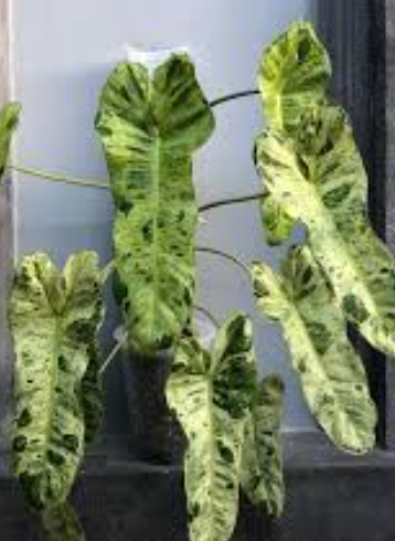 Philodendron Paraiso Verde - Tampa Home & Garden Store