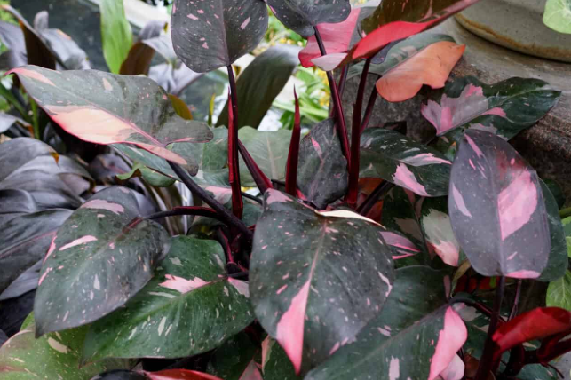 Philodendron Pink Princess. - Tampa Home & Garden Store