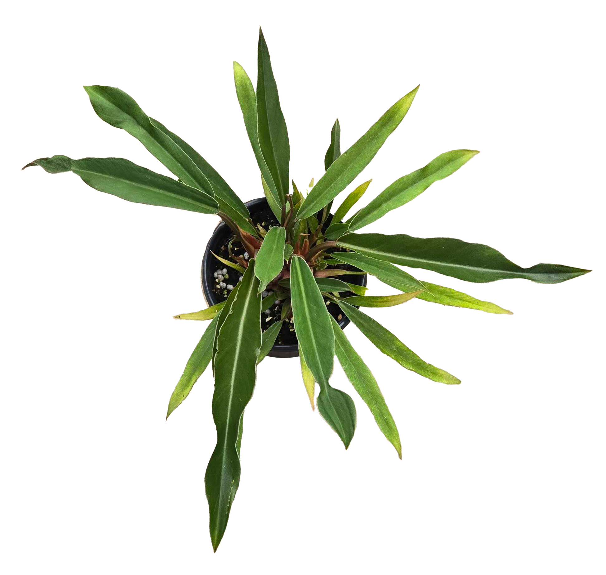 Philodendron Pluto Mutation 4 inch Grower Pot - Tampa Home & Garden Store
