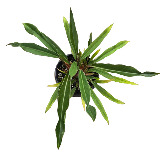 Philodendron Pluto Mutation 4 inch Grower Pot - Tampa Home & Garden Store