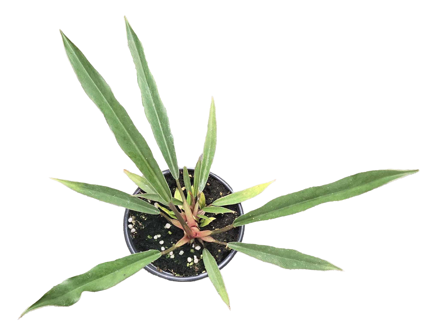 Philodendron Pluto Mutation 4 inch Grower Pot - Tampa Home & Garden Store