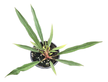 Philodendron Pluto Mutation 4 inch Grower Pot - Tampa Home & Garden Store