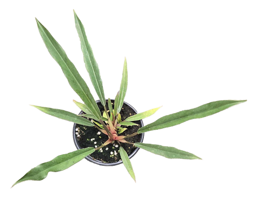 Philodendron Pluto Mutation 4 inch Grower Pot - Tampa Home & Garden Store