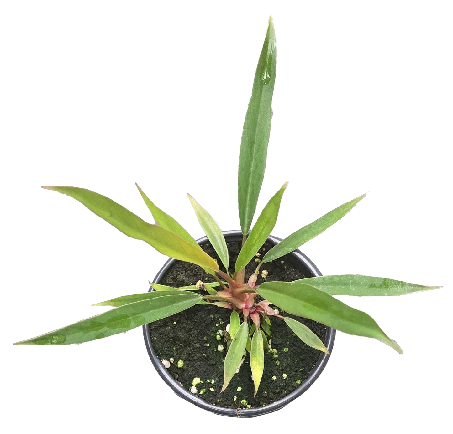 Philodendron Pluto Mutation 4 inch Grower Pot - Tampa Home & Garden Store