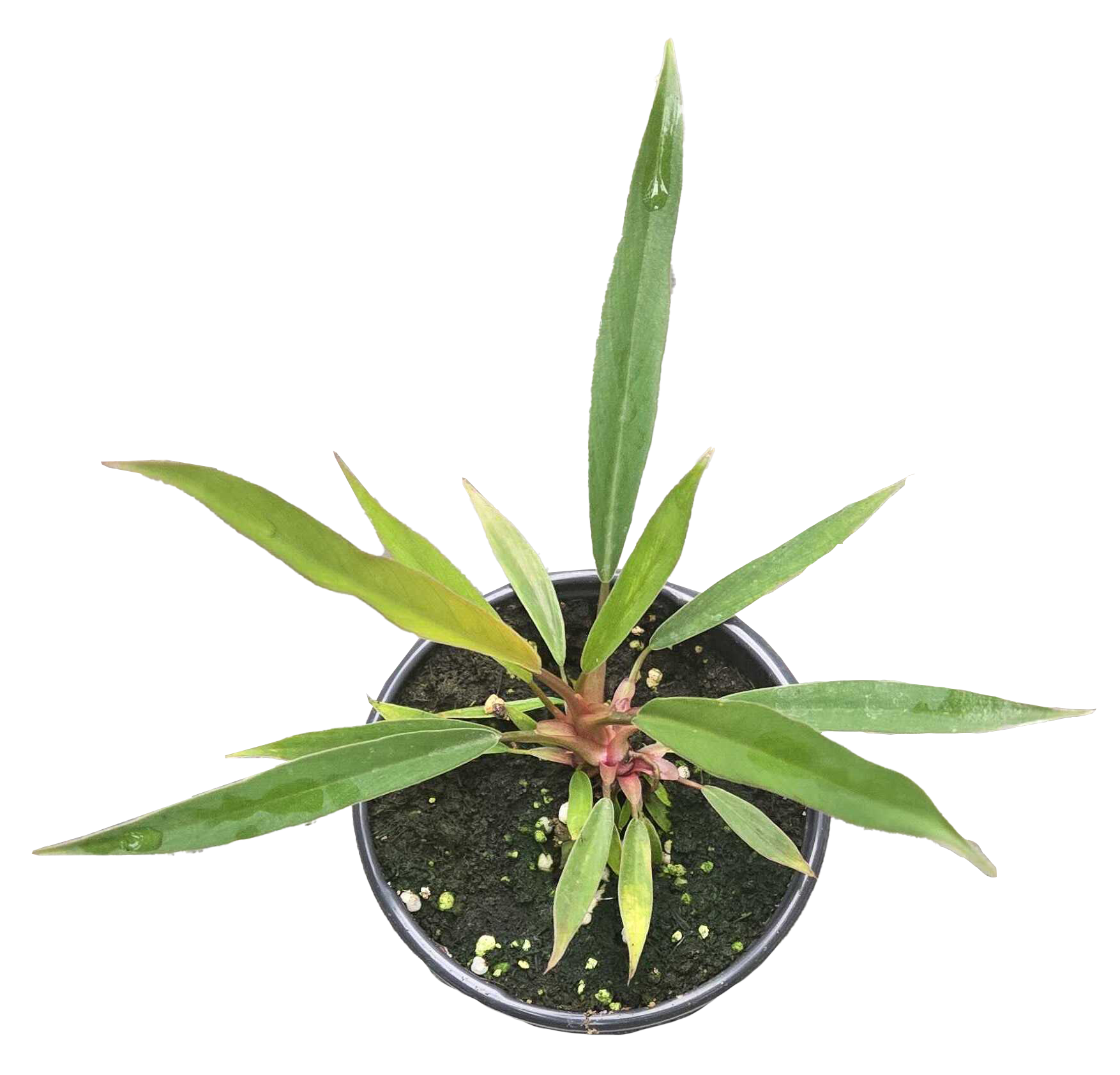 Philodendron Pluto Mutation 4 inch Grower Pot - Tampa Home & Garden Store