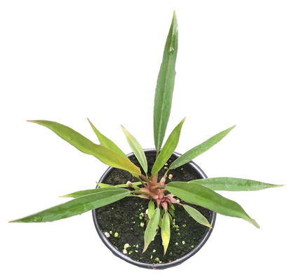 Philodendron Pluto Mutation 4 inch Grower Pot - Tampa Home & Garden Store