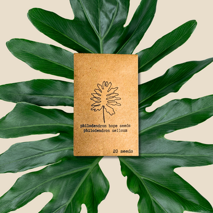 Philodendron Selloum 'Split Leaf Philodendron' Seeds - Tampa Home & Garden Store
