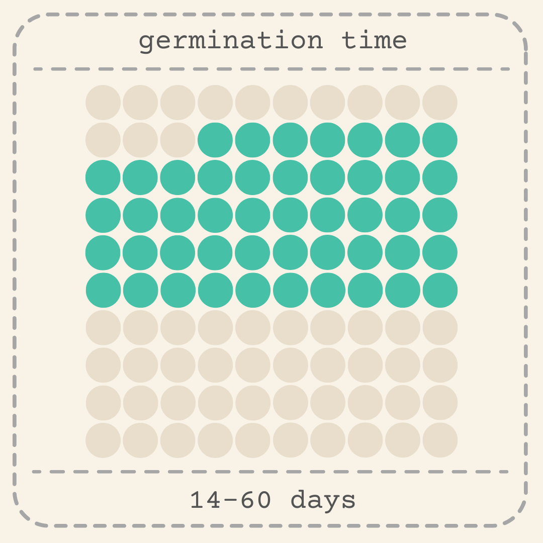 Philodendron Selloum 'Split Leaf Philodendron' Seeds - Tampa Home & Garden Store