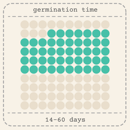 Philodendron Selloum 'Split Leaf Philodendron' Seeds - Tampa Home & Garden Store