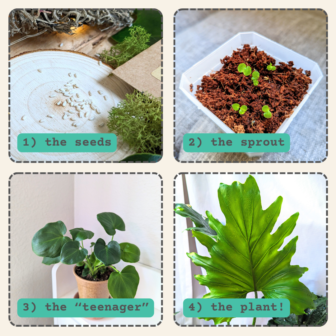 Philodendron Selloum 'Split Leaf Philodendron' Seeds - Tampa Home & Garden Store