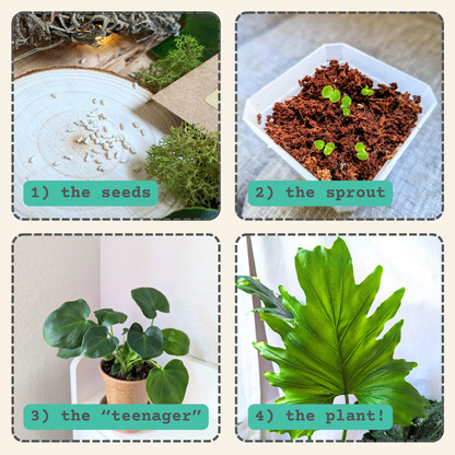 Philodendron Selloum 'Split Leaf Philodendron' Seeds - Tampa Home & Garden Store