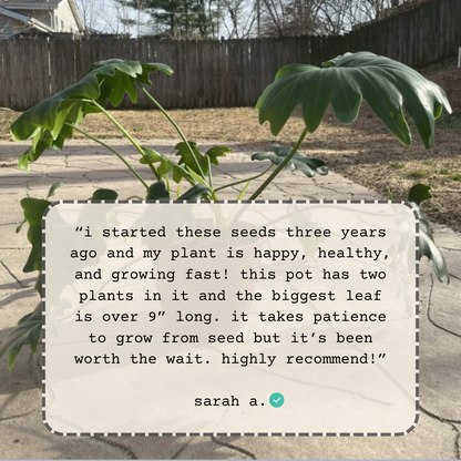 Philodendron Selloum 'Split Leaf Philodendron' Seeds - Tampa Home & Garden Store