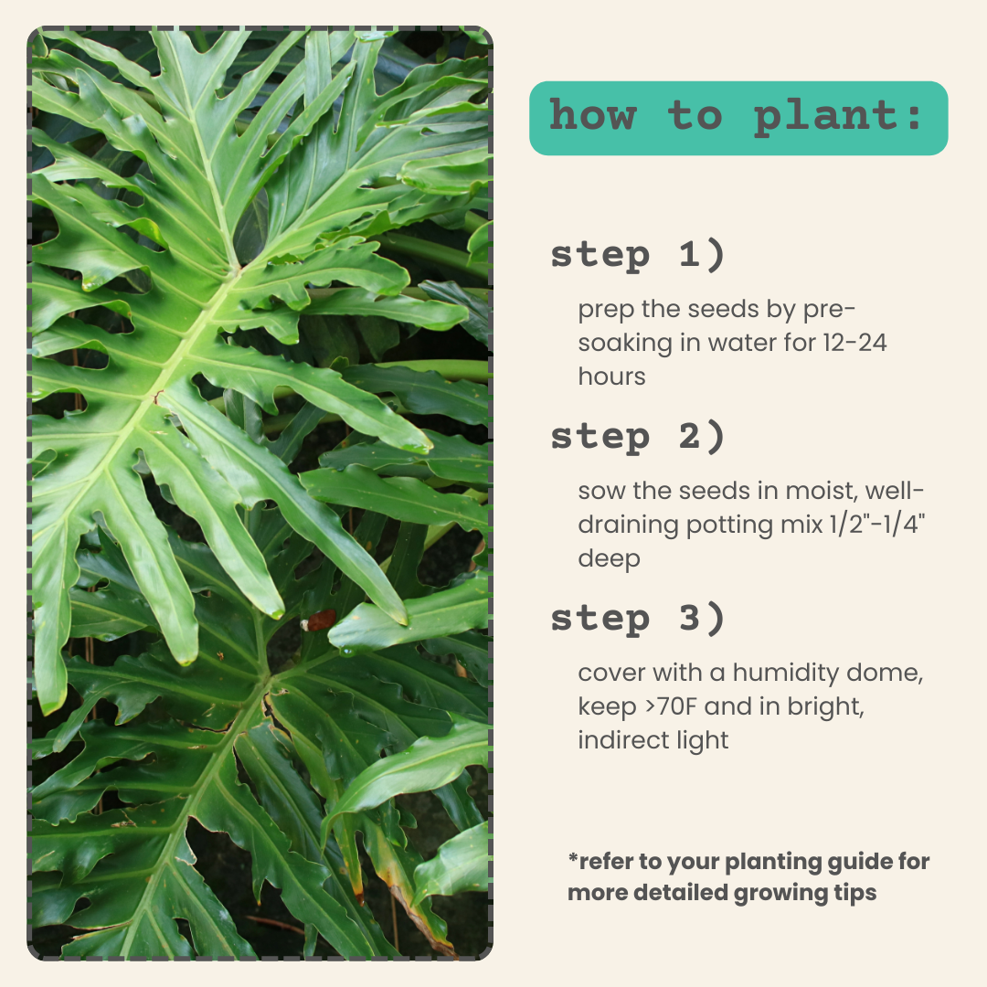 Philodendron Selloum 'Split Leaf Philodendron' Seeds - Tampa Home & Garden Store