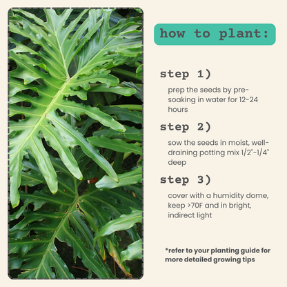Philodendron Selloum 'Split Leaf Philodendron' Seeds - Tampa Home & Garden Store