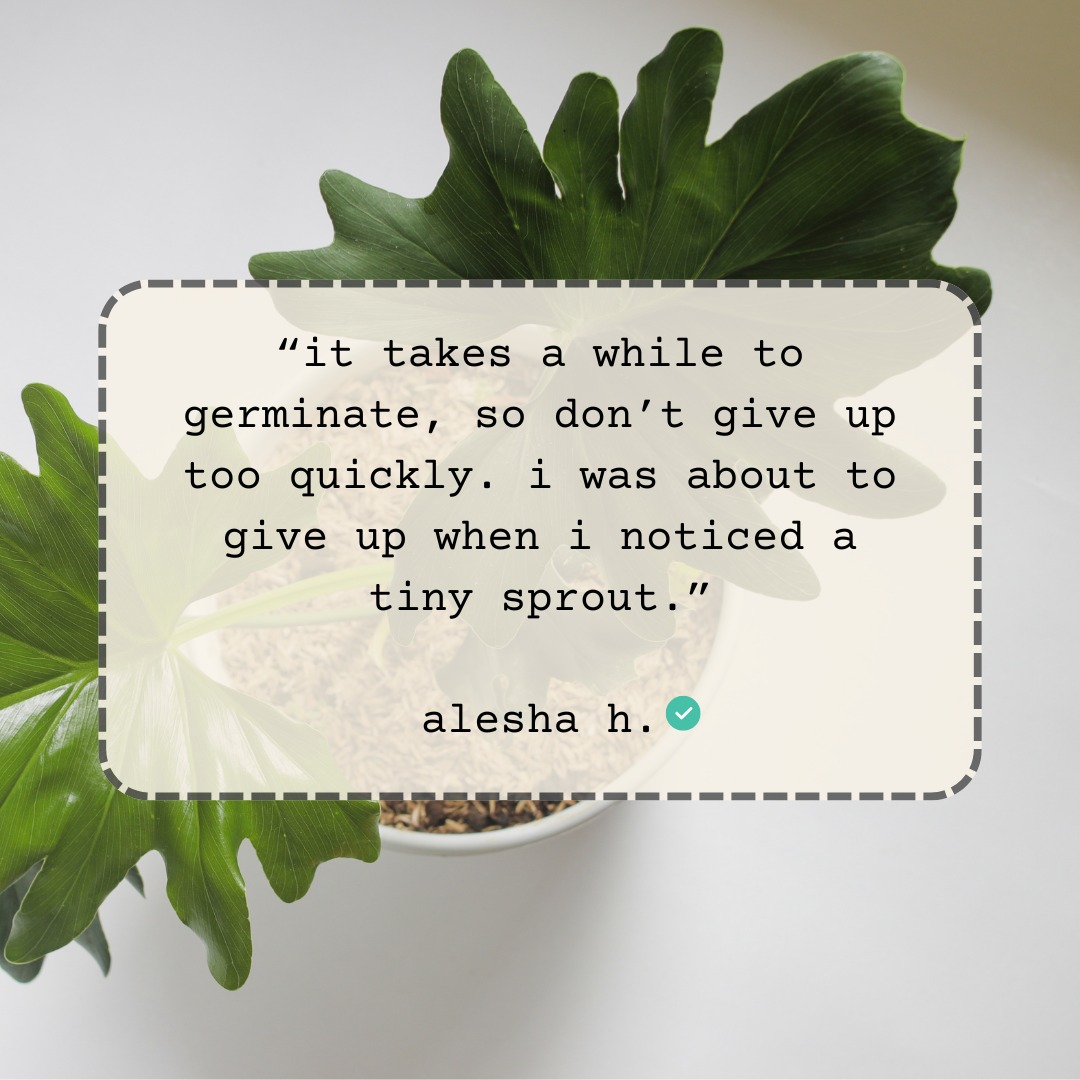 Philodendron Selloum 'Split Leaf Philodendron' Seeds - Tampa Home & Garden Store