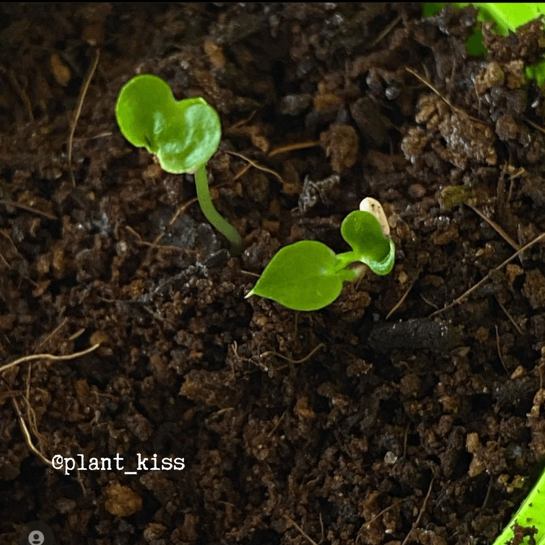 Philodendron Selloum 'Split Leaf Philodendron' Seeds - Tampa Home & Garden Store