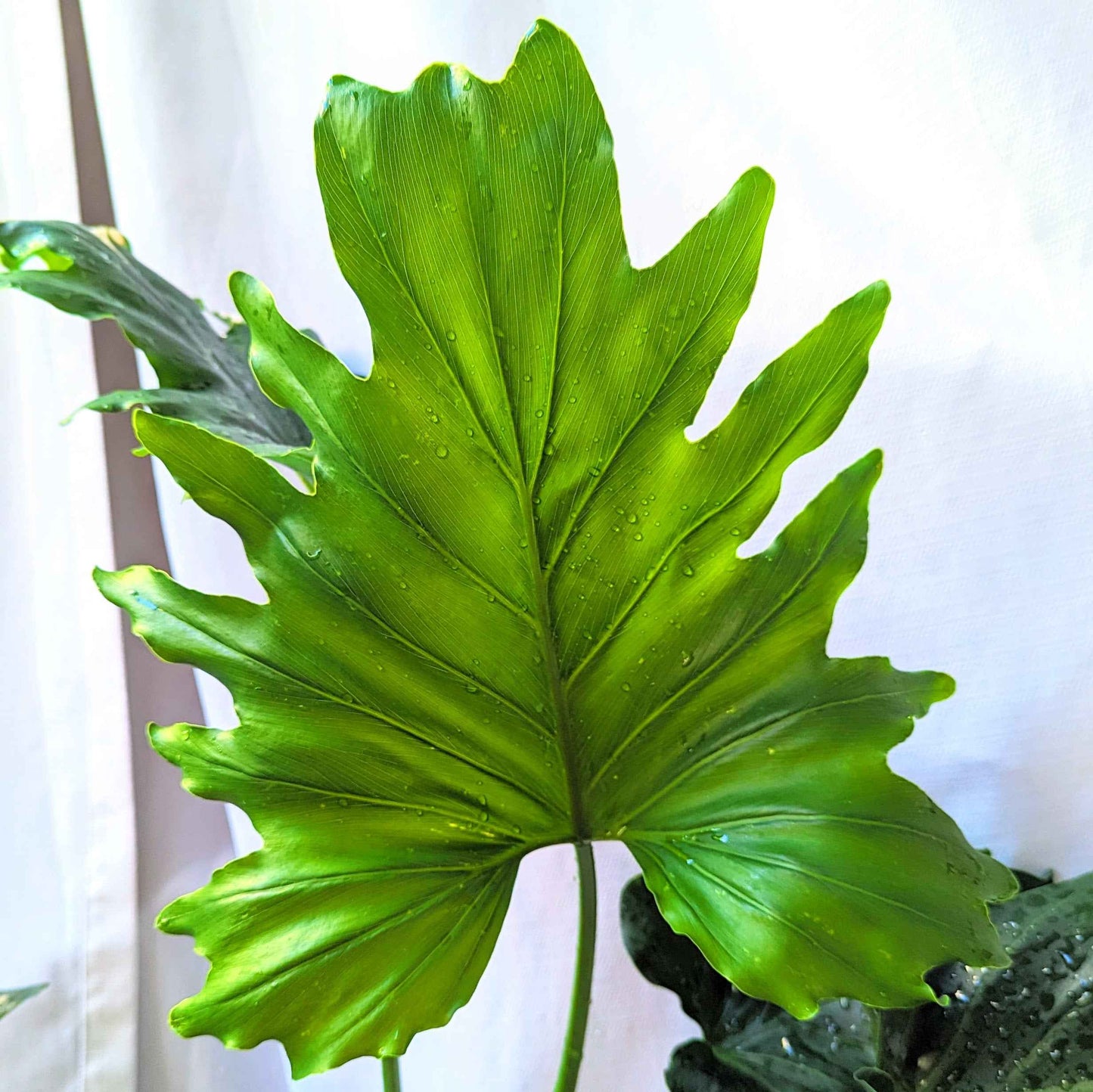 Philodendron Selloum 'Split Leaf Philodendron' Seeds - Tampa Home & Garden Store