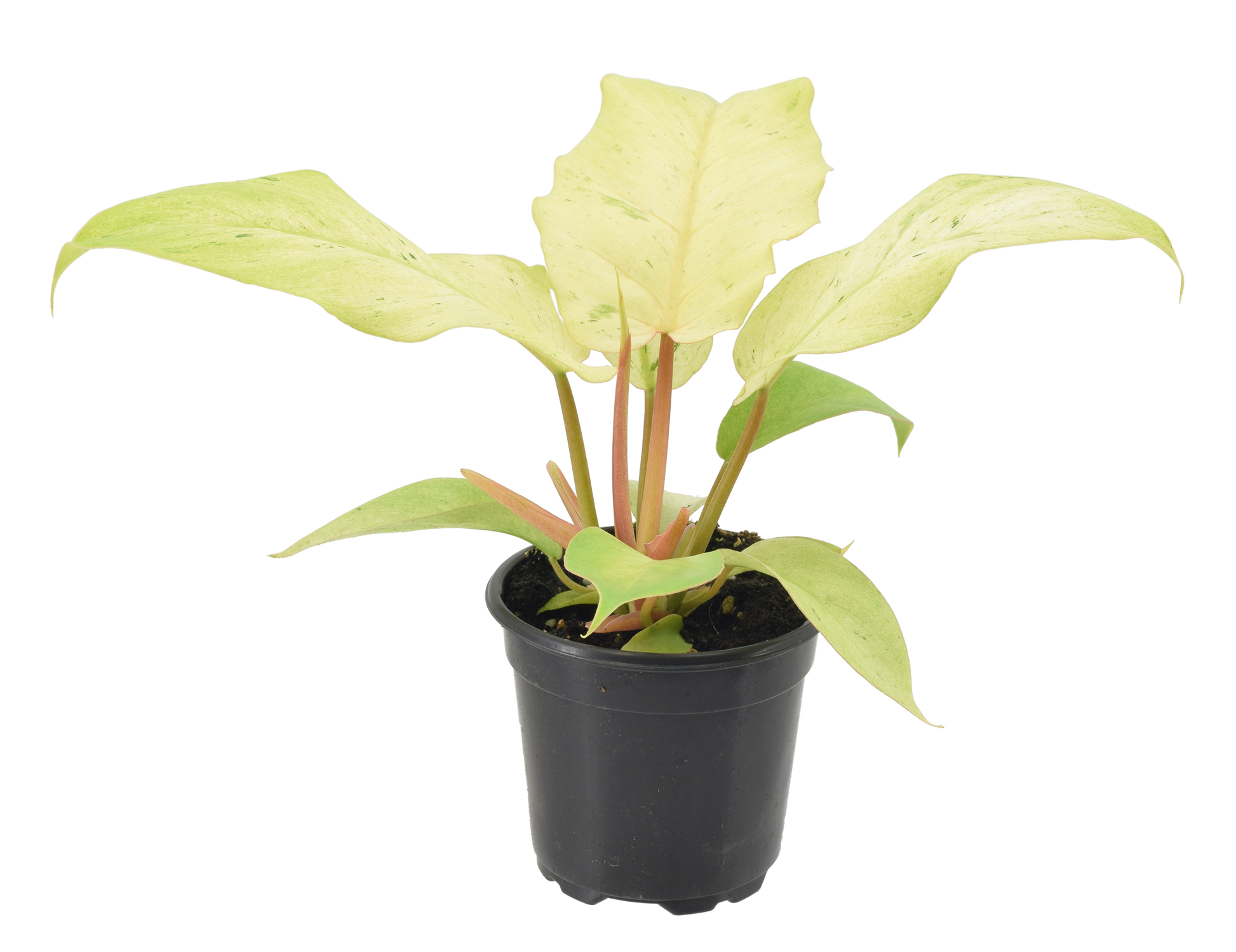 Philodendron Snowdrift 4 inch Grower Pot - Tampa Home & Garden Store
