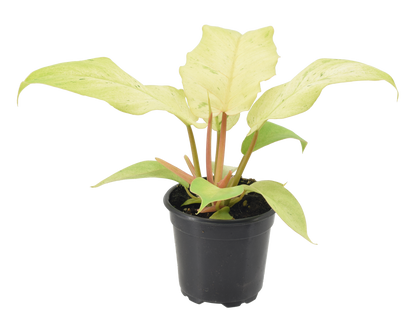 Philodendron Snowdrift 4 inch Grower Pot - Tampa Home & Garden Store