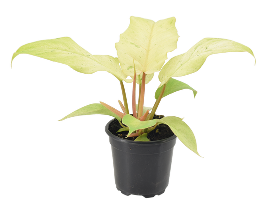 Philodendron Snowdrift 4 inch Grower Pot - Tampa Home & Garden Store