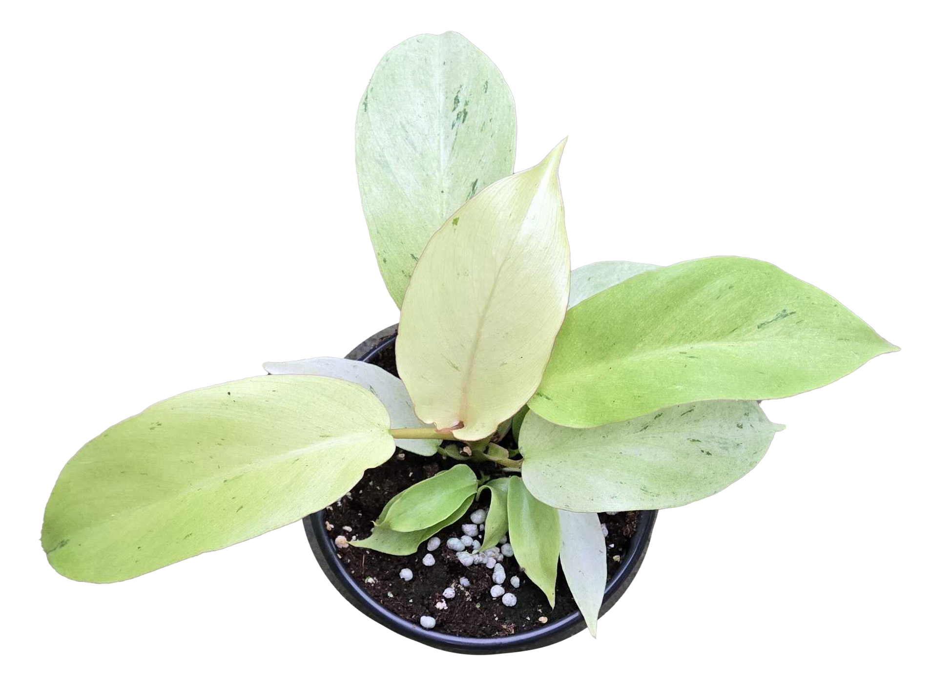 Philodendron Snowdrift 4 inch Grower Pot - Tampa Home & Garden Store