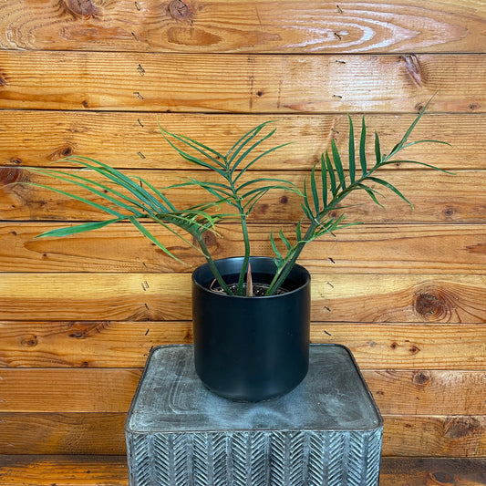 Philodendron Tortum, 6" Plant - Tampa Home & Garden Store