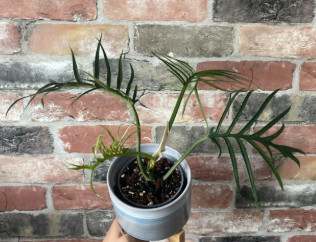 Philodendron Tortum. - Tampa Home & Garden Store