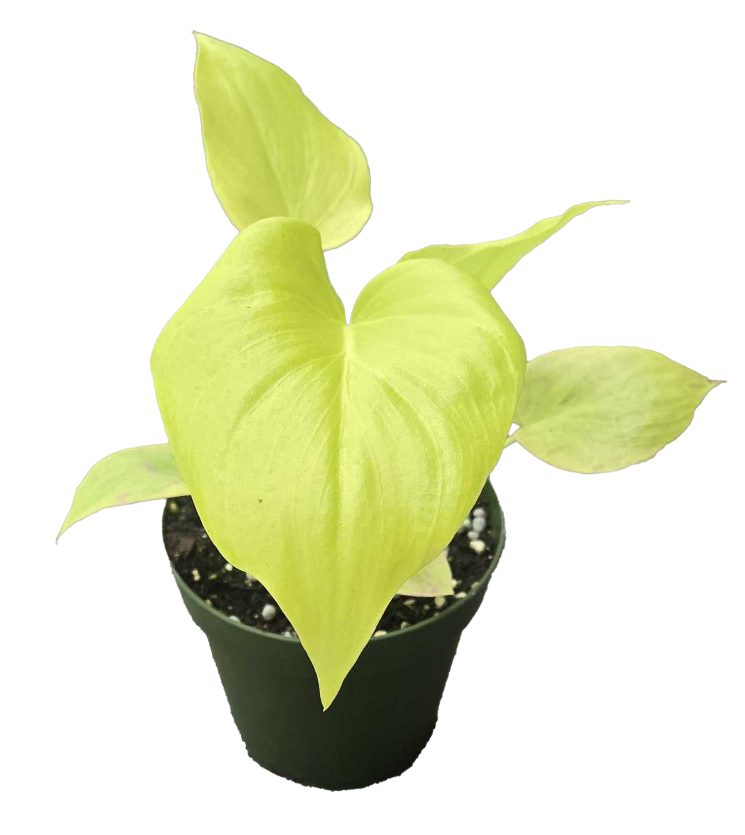 Philodendron Warscewiczii 4 inch Grower Pot - Tampa Home & Garden Store