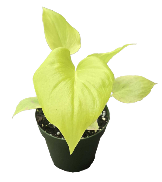 Philodendron Warscewiczii 4 inch Grower Pot - Tampa Home & Garden Store