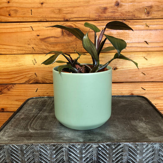 Philodendron White Knight, 4" Plant - Tampa Home & Garden Store